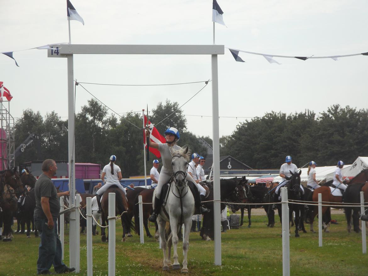 Arabisk fuldblod (OX) Madeline OX (Ringridderhest) - Aabenraa Ringridning 2014 billede 1