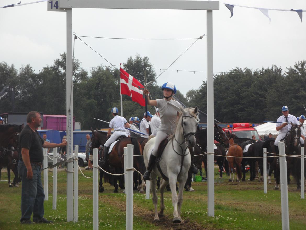 Arabisk fuldblod (OX) Madeline OX (Ringridderhest) - Aabenraa Ringridning 2014 billede 2