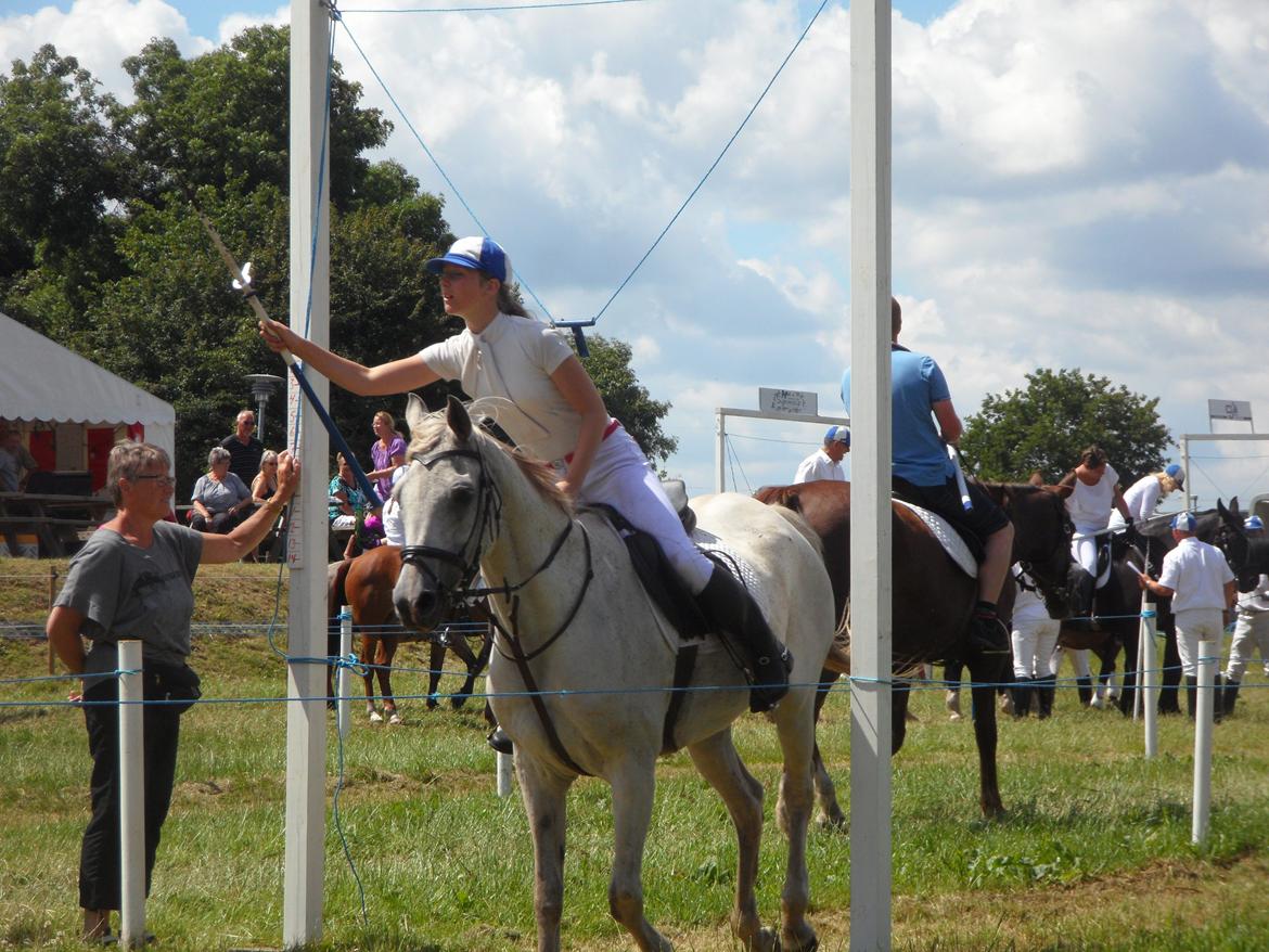 Arabisk fuldblod (OX) Madeline OX (Ringridderhest) - Vilsbæk Ringridning 2014 billede 8