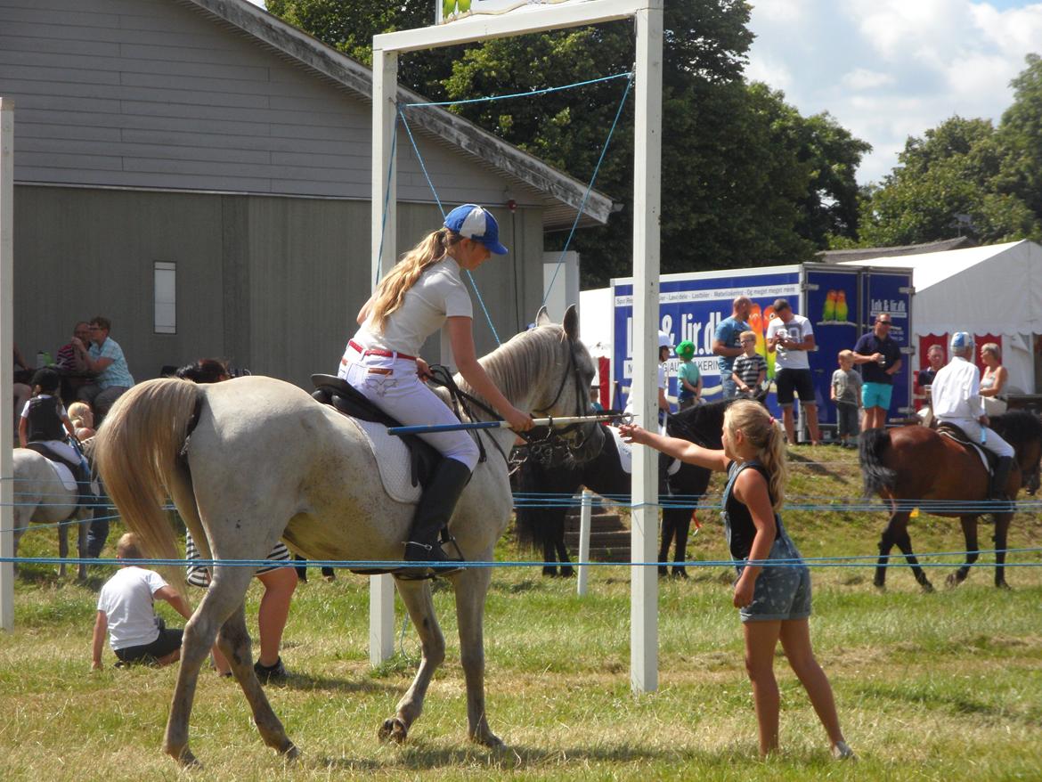 Arabisk fuldblod (OX) Madeline OX (Ringridderhest) - Vilsbæk Ringridning 2014 billede 9