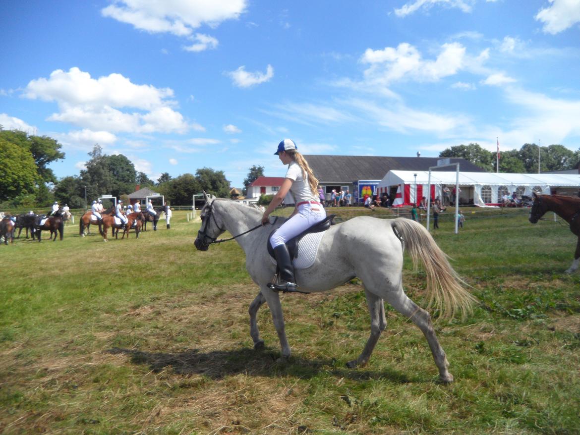 Arabisk fuldblod (OX) Madeline OX (Ringridderhest) - Vilsbæk Ringridning 2014 billede 15