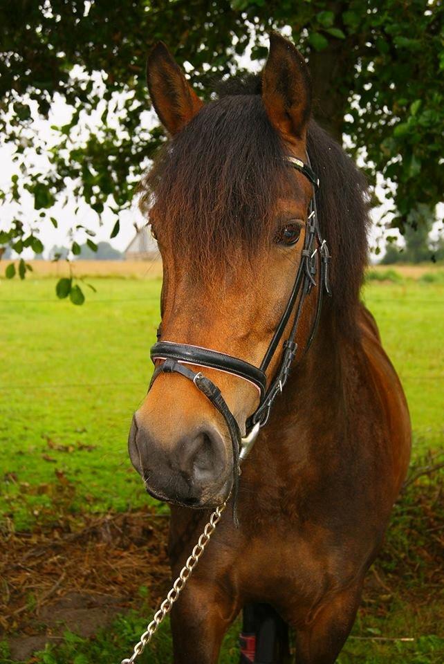 Anden særlig race Luna - Billedet her er fra lige da jeg fik hende for cirka 5 år siden!! der er sket rigtig meget <3 billede 14