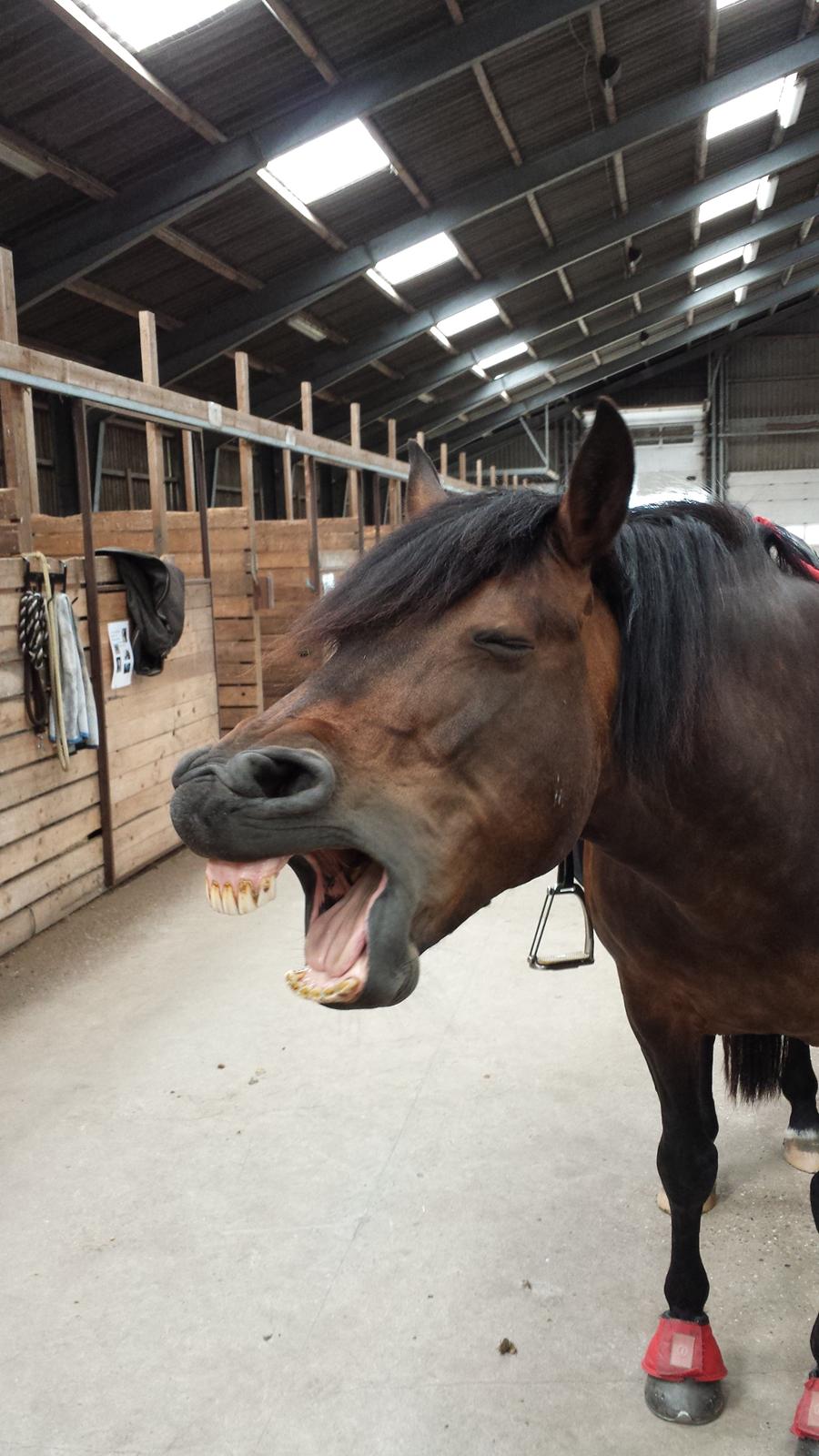 Anden særlig race Luna - Trætte Luna efter træning  ;) billede 16