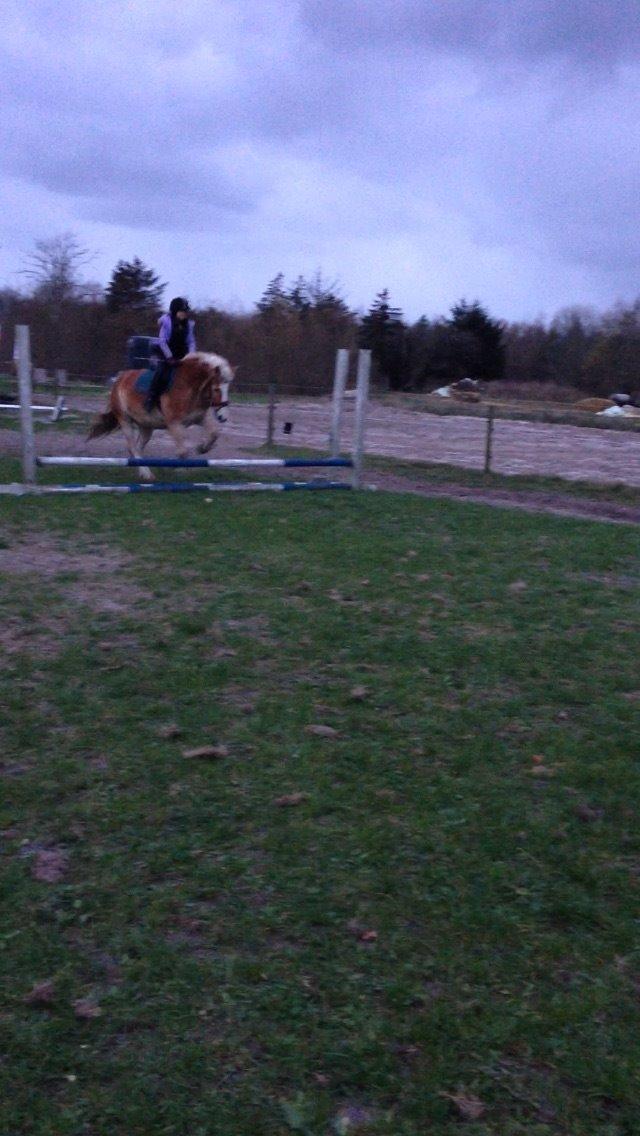 Tyroler Haflinger Bamse billede 29