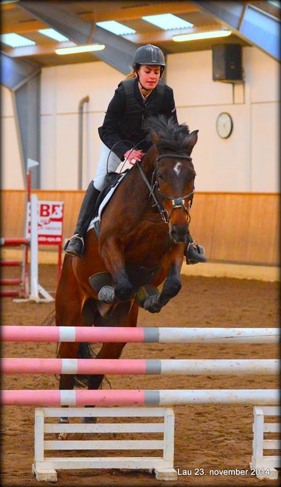 Tjekkisk Varmblod  Kusaj - LC på bassen :) billede 5