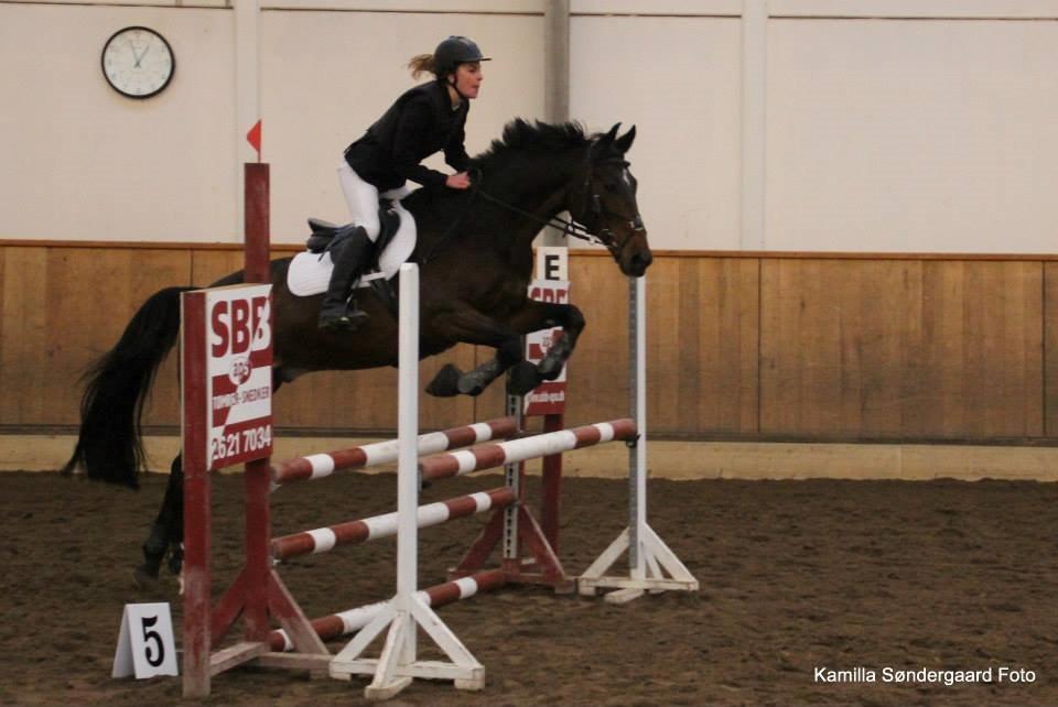 Tjekkisk Varmblod  Kusaj - LD eller LC ;) billede 20