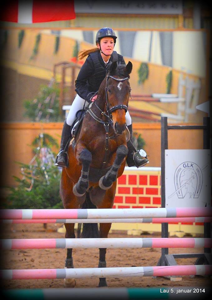 Tjekkisk Varmblod  Kusaj - LB** billede 9