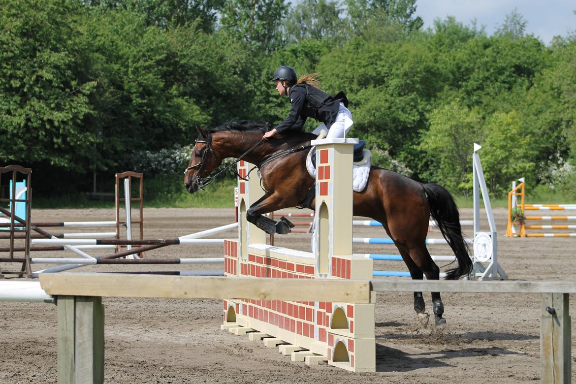 Tjekkisk Varmblod  Kusaj - LB* billede 17