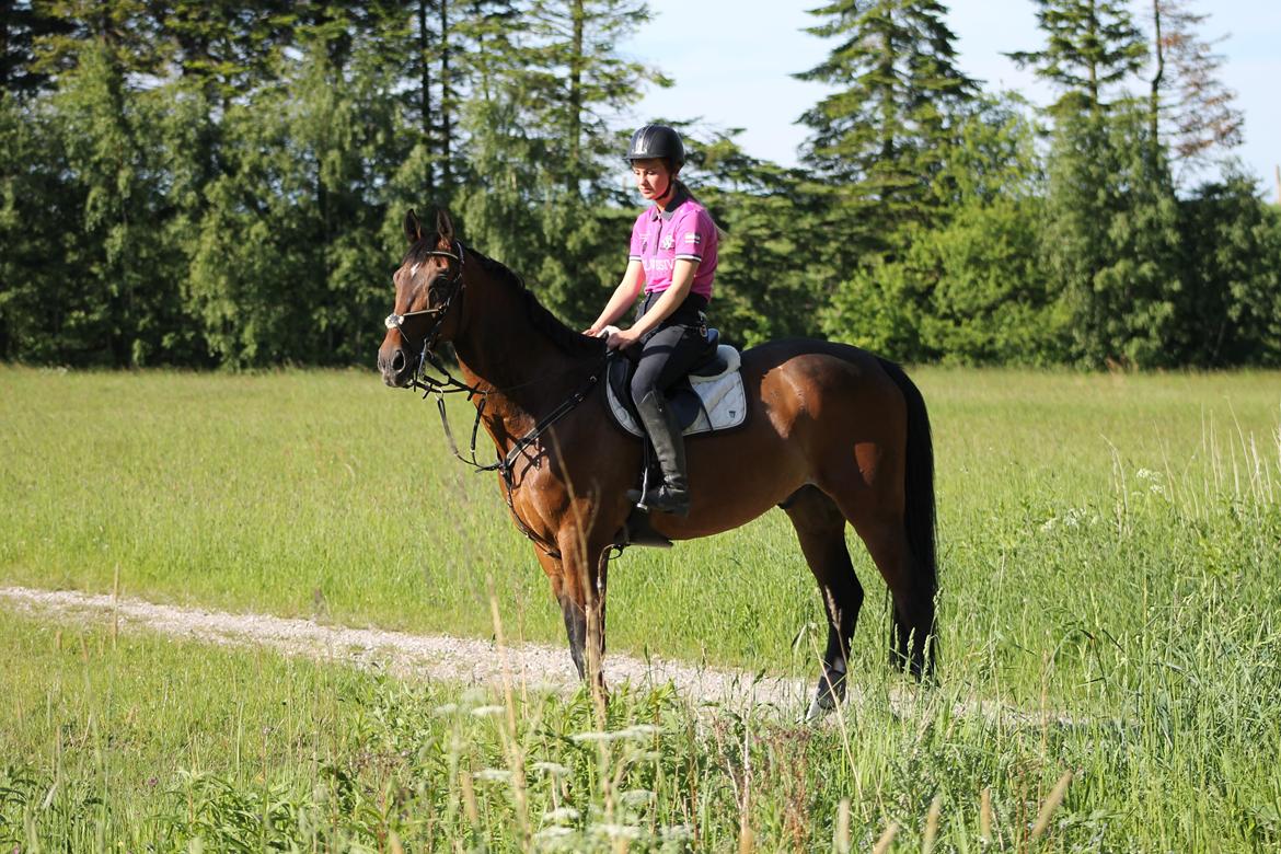 Tjekkisk Varmblod  Kusaj billede 18