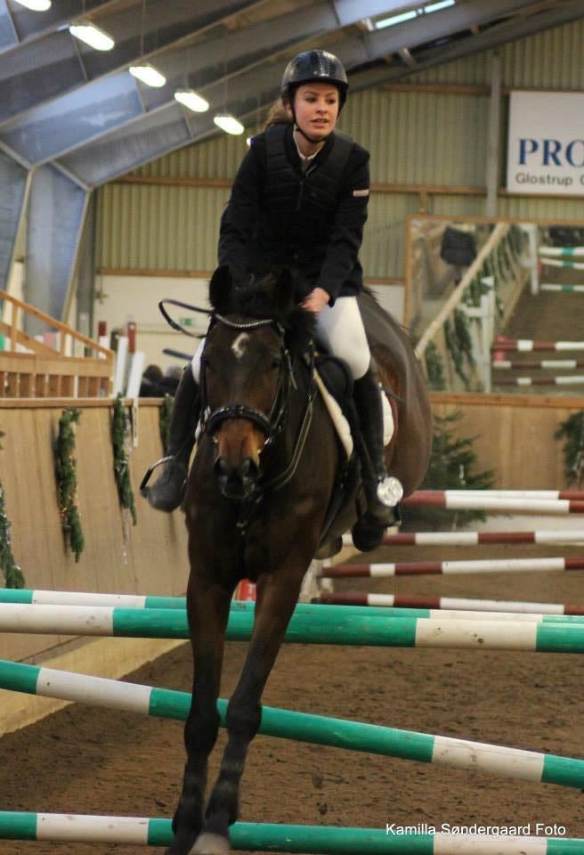 Tjekkisk Varmblod  Kusaj - LB** billede 16