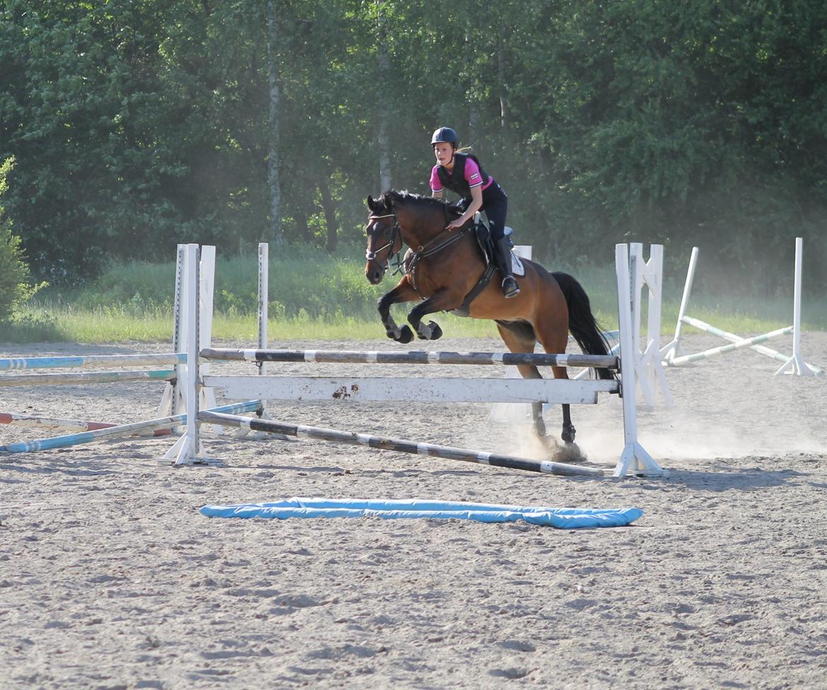 Tjekkisk Varmblod  Kusaj - Træning :D billede 19