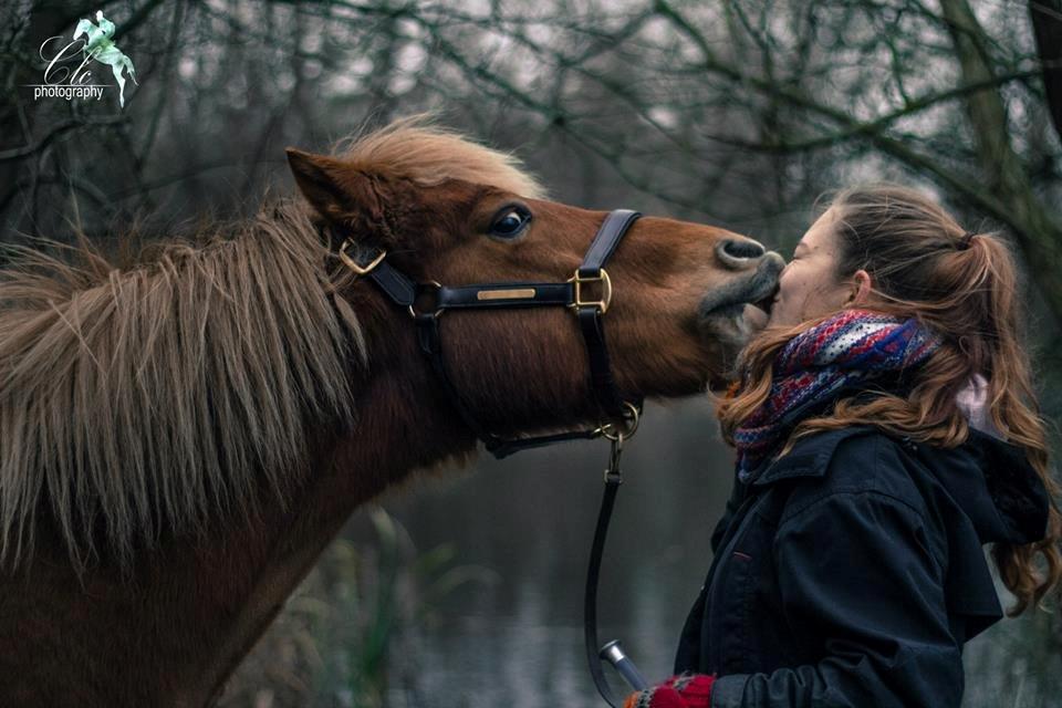 Islænder blanding (arnicorn) | Stjarni - Stjarni er begyndt og kysse og smile på samme tid.. yes. || Taget af CLC Foto aka Cilleh <3 | 2014 billede 9