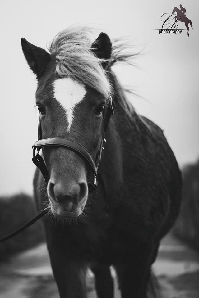 Islænder blanding (arnicorn) | Stjarni - Min smukke lille grisling! || Taget af CLC Foto aka Cilleh <3 | 2014 billede 4