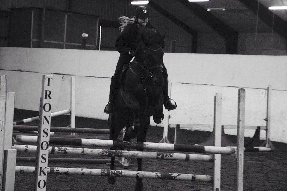 Dansk Varmblod Danglo's Omega billede 8