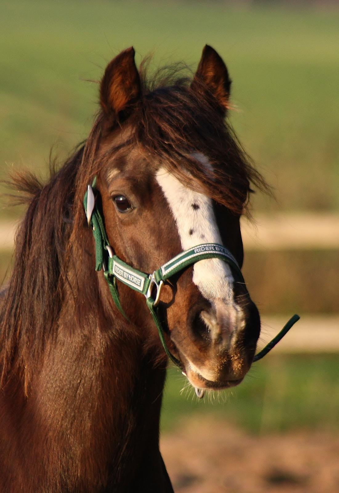 Welsh Pony af Cob-type (sec C) Maesllwch Lilibet billede 28