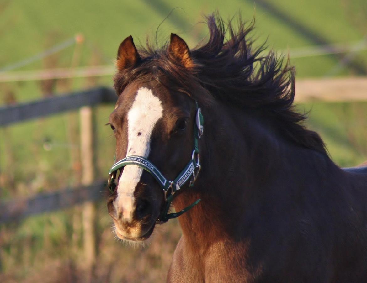 Welsh Pony af Cob-type (sec C) Maesllwch Lilibet billede 29