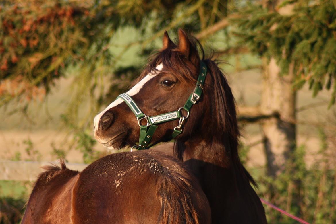 Welsh Pony af Cob-type (sec C) Maesllwch Lilibet billede 30