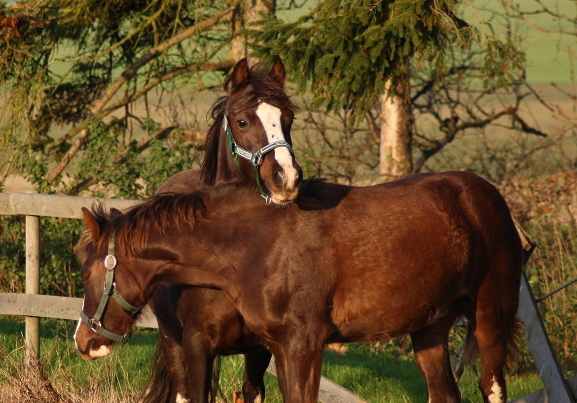 Welsh Pony af Cob-type (sec C) Maesllwch Lilibet billede 31