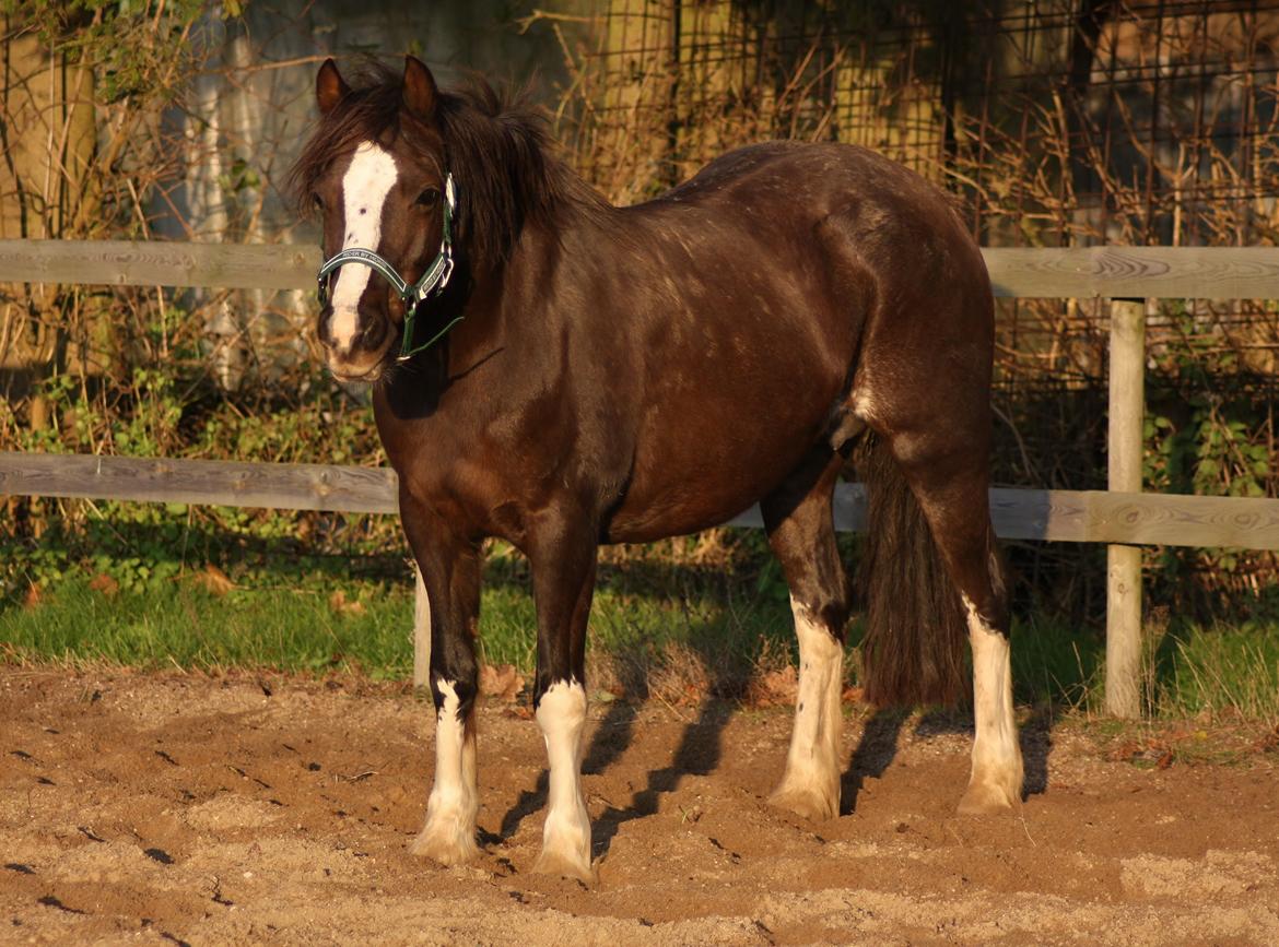 Welsh Pony af Cob-type (sec C) Maesllwch Lilibet billede 32