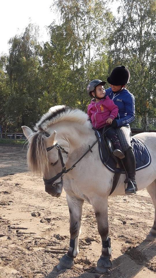 Fjordhest Figgo (Part) billede 2