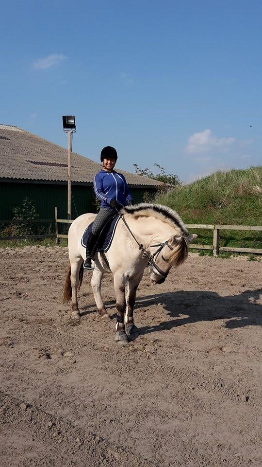 Fjordhest Figgo (Part) billede 4