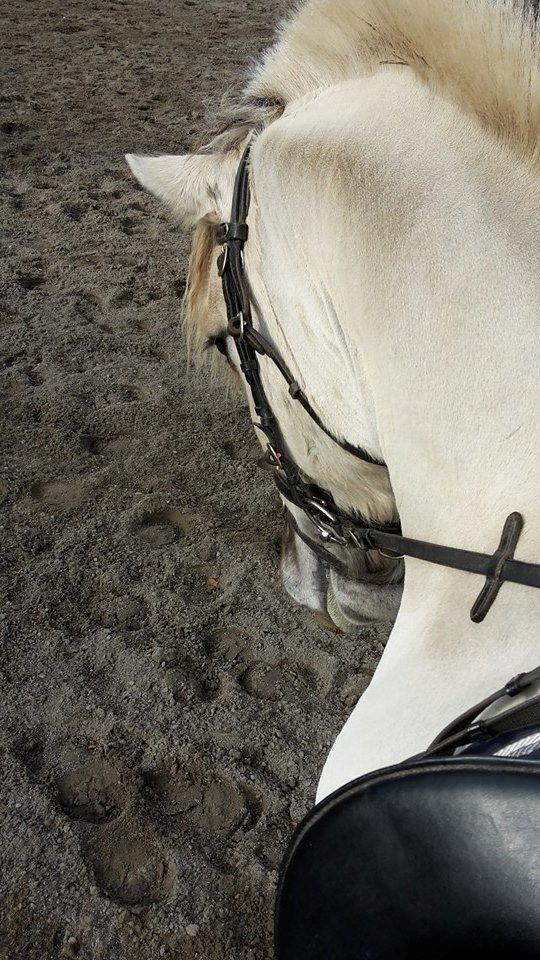 Fjordhest Figgo (Part) billede 7