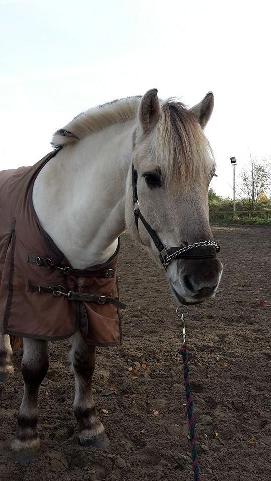 Fjordhest Figgo (Part) billede 9