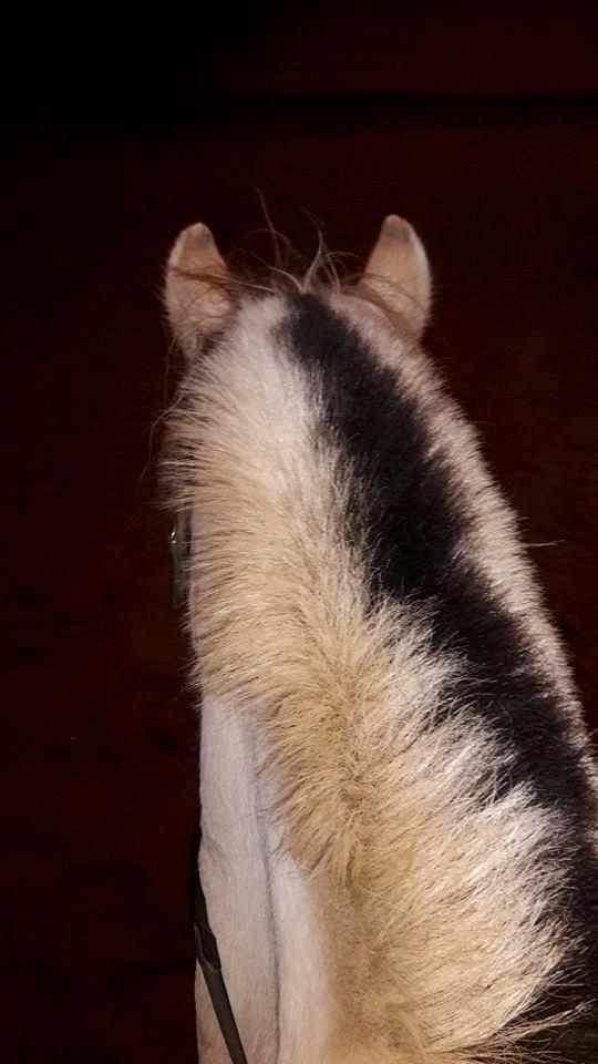 Fjordhest Figgo (Part) billede 11