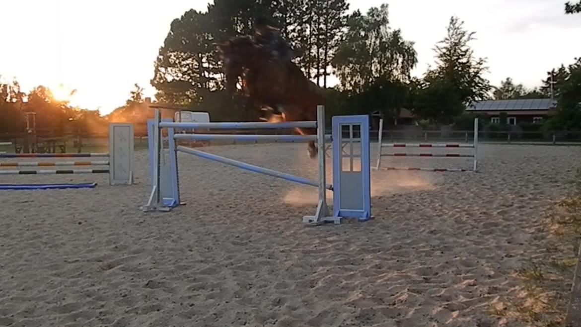 Tysk Varmblod ·~•Luca IV~DRØMMEHESTEN•~· - Luc og jeg over 150! billede 4