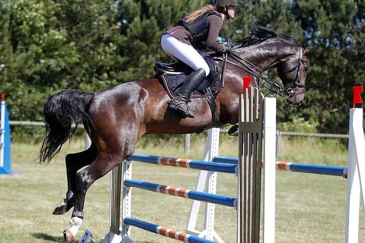 Hollandsk Varmblod Cavour billede 16