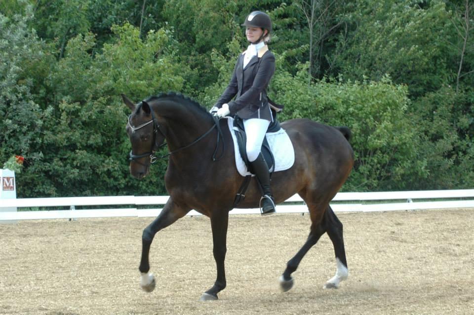 Hollandsk Varmblod Cavour billede 18