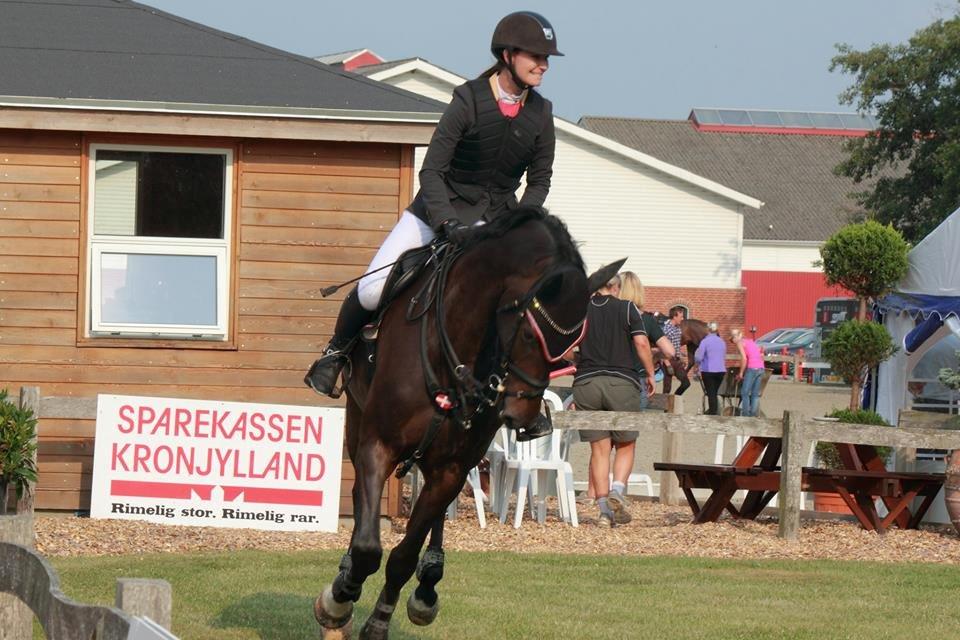 Hollandsk Varmblod Cavour billede 19