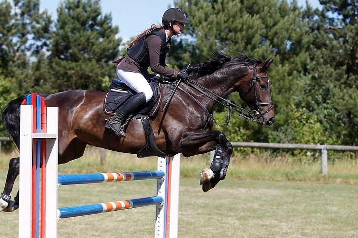 Hollandsk Varmblod Cavour billede 20