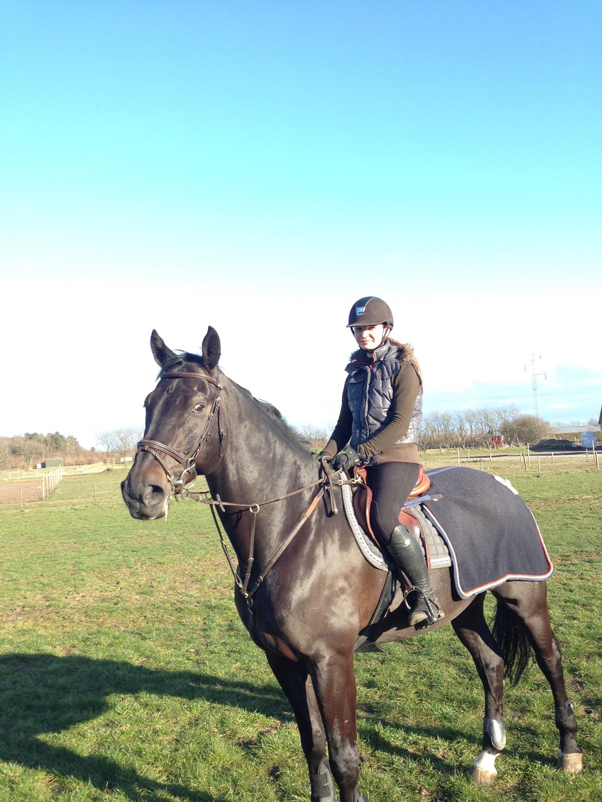 Hannoveraner Enrico billede 19