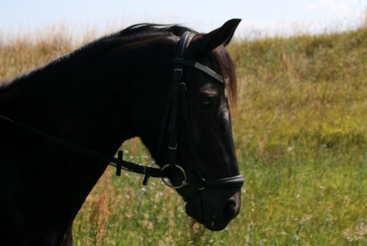 Welsh Partbred (Sec F) Mirain cappuccino *sorte* - I don't care what people say when we are together<3 billede 18