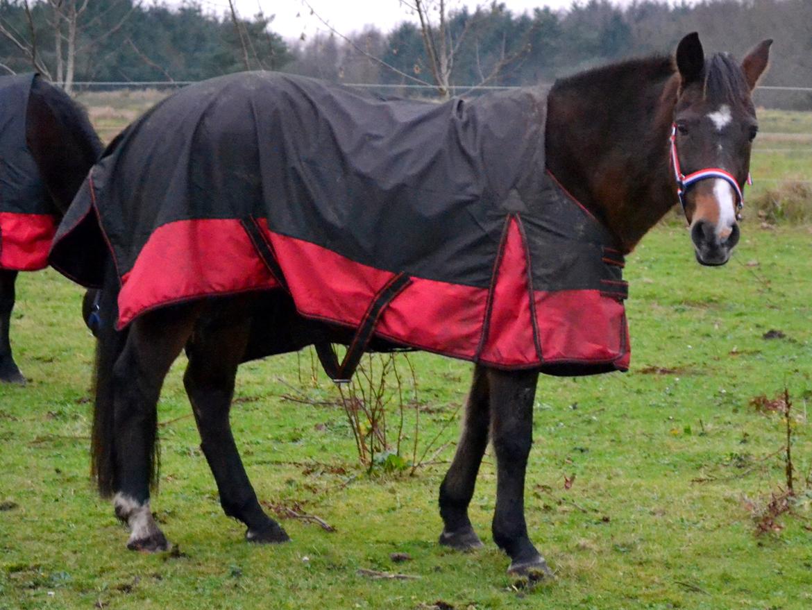 New Forest Beauty Britt(Bella) billede 11