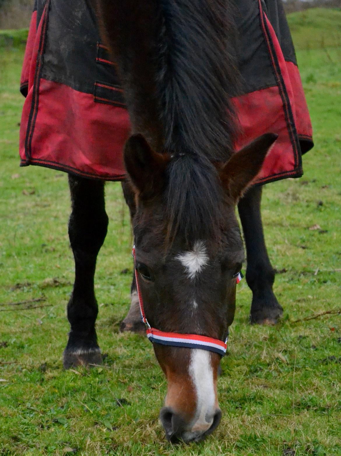 New Forest Beauty Britt(Bella) billede 5