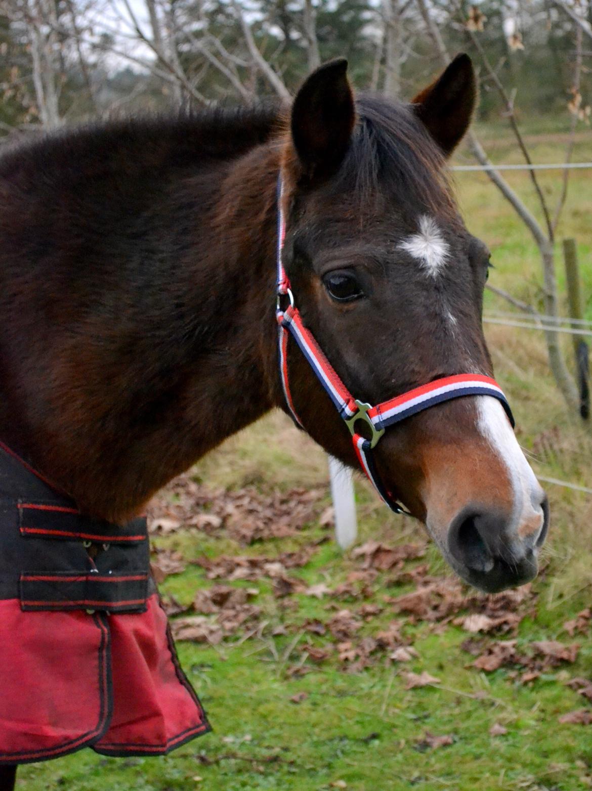 New Forest Beauty Britt(Bella) billede 1