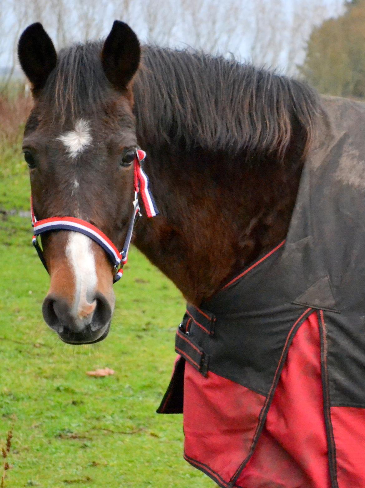 New Forest Beauty Britt(Bella) billede 7