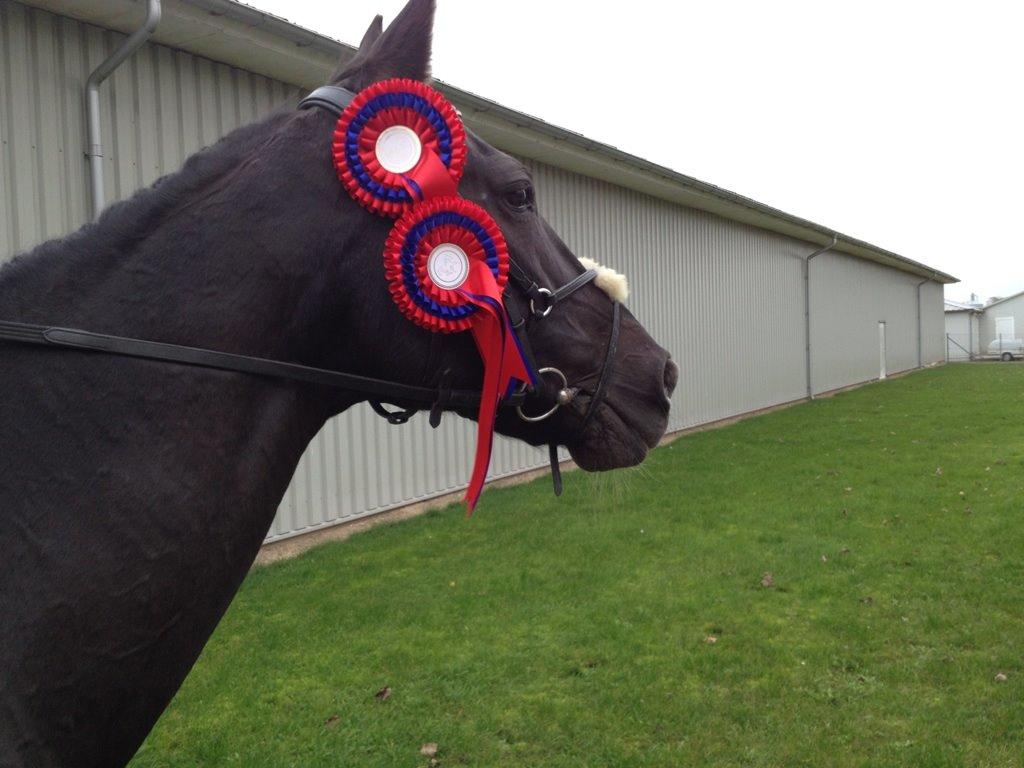 Dansk Varmblod Anza´s Fatamorgana (Fanta) billede 17