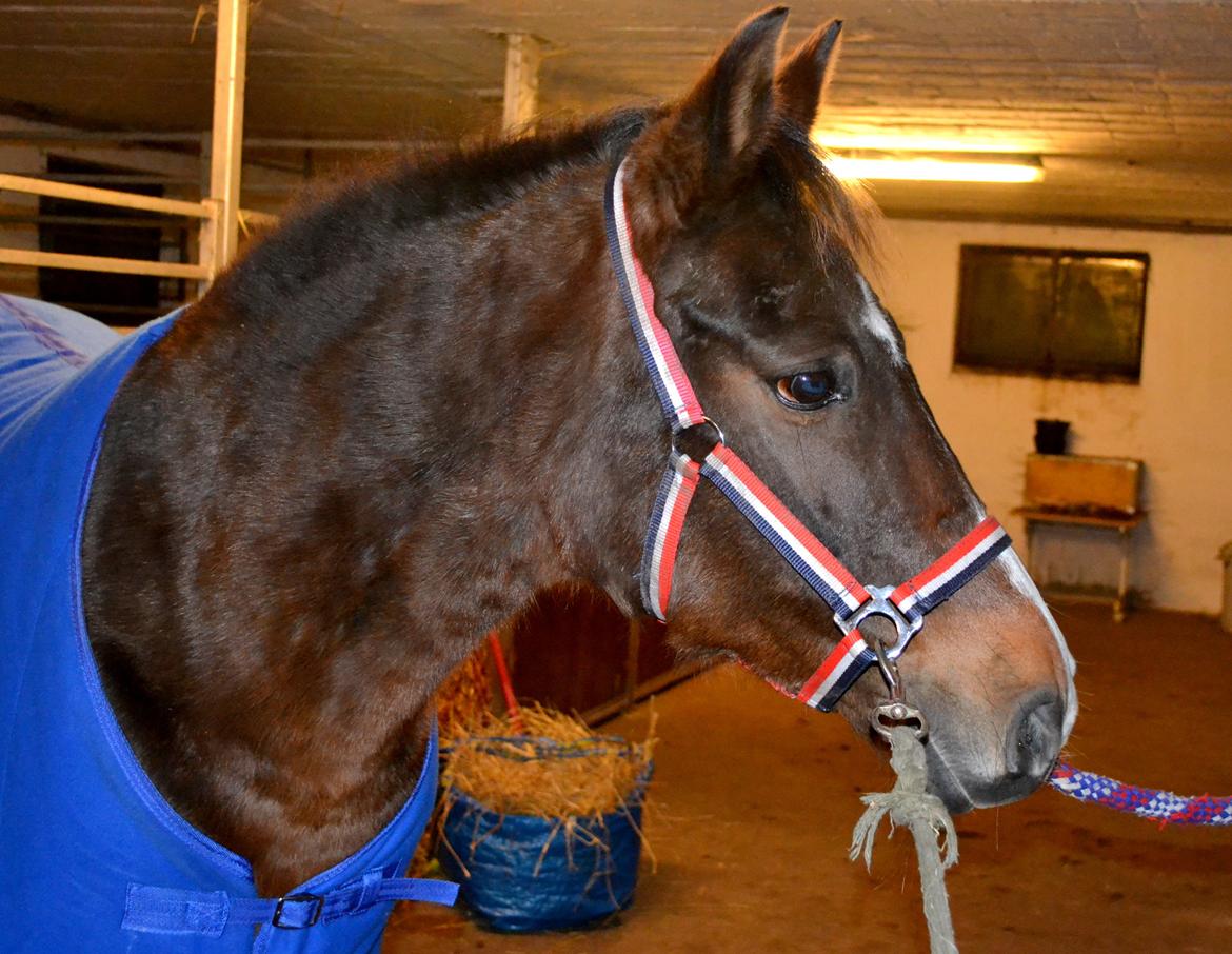 New Forest Beauty Britt(Bella) billede 9