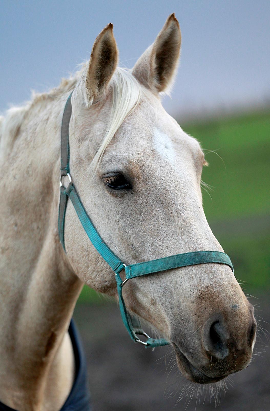 Palomino Kaergaardens ripasso billede 12