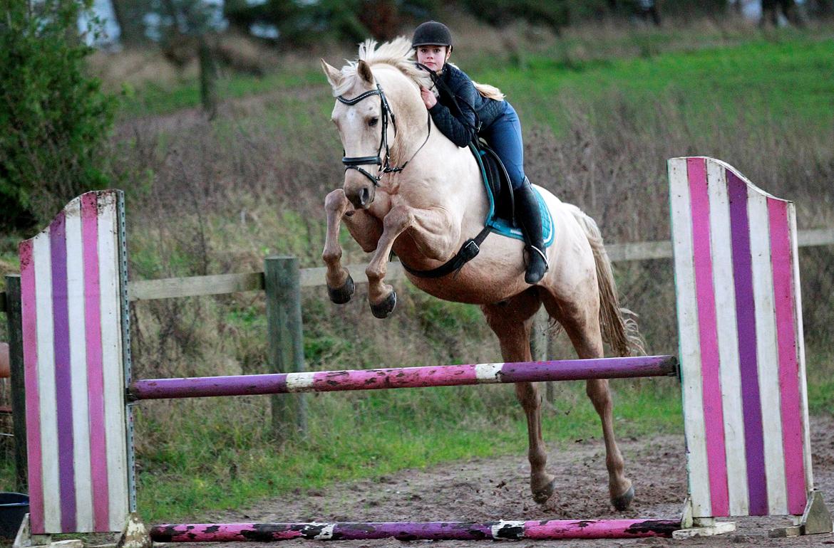 Palomino Kaergaardens ripasso billede 3