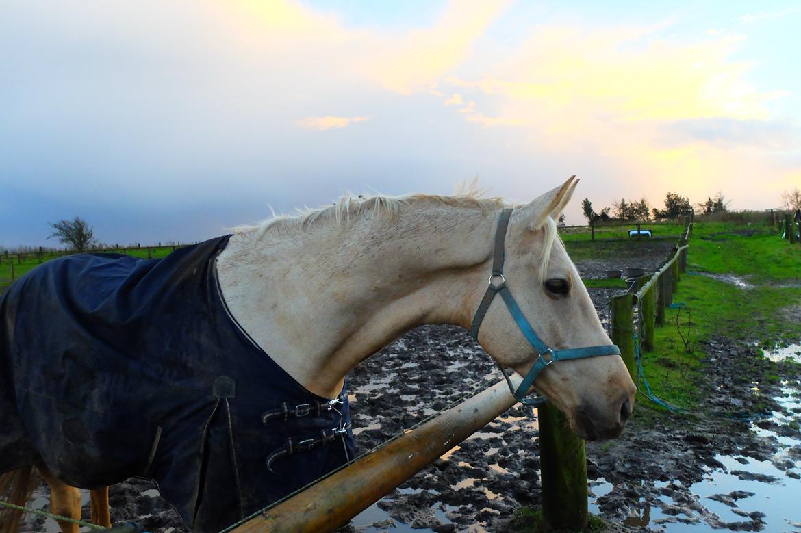 Palomino Kaergaardens ripasso billede 20