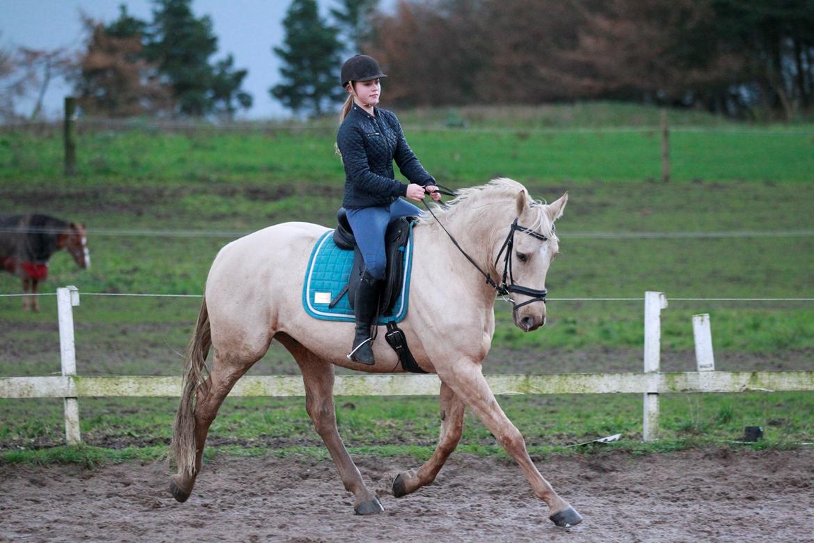 Palomino Kaergaardens ripasso billede 6