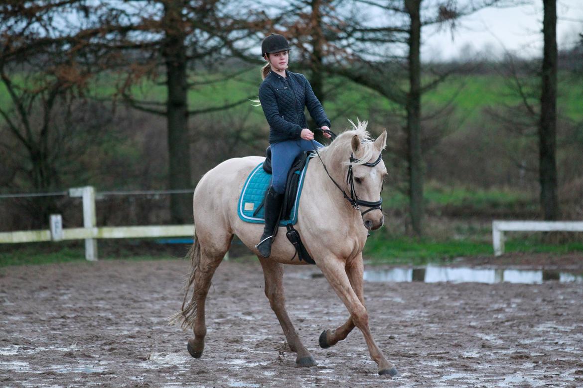 Palomino Kaergaardens ripasso billede 11