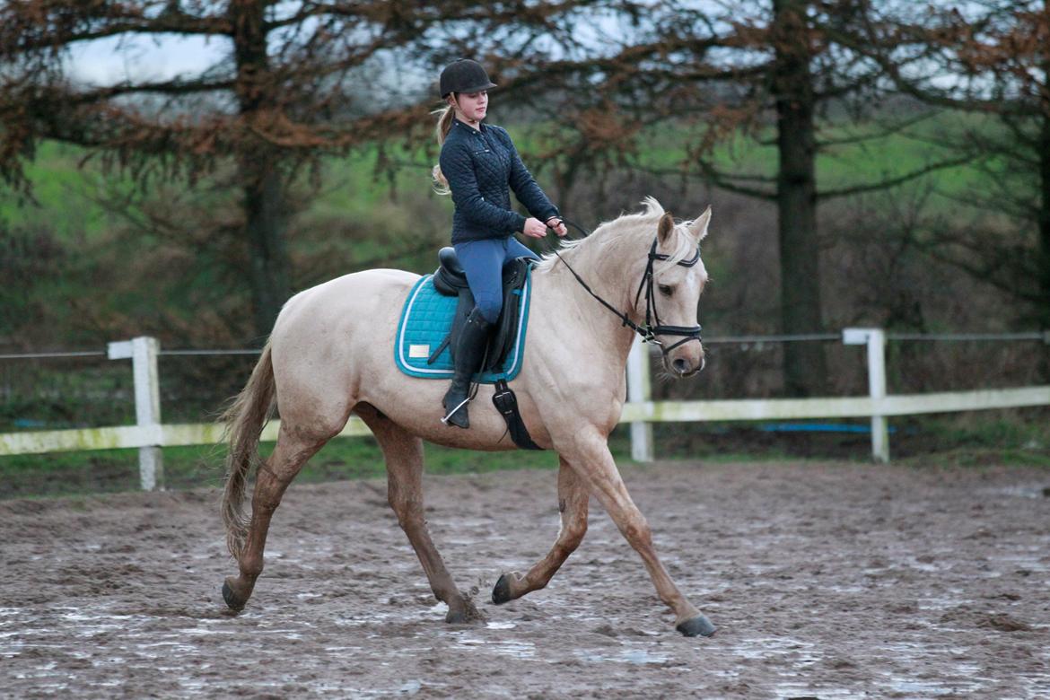 Palomino Kaergaardens ripasso billede 28