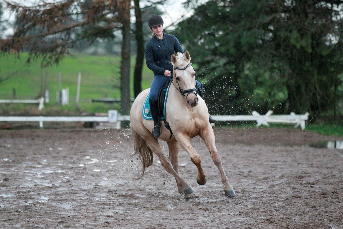 Palomino Kaergaardens ripasso - Velkommen til Ripassos profil billede 2