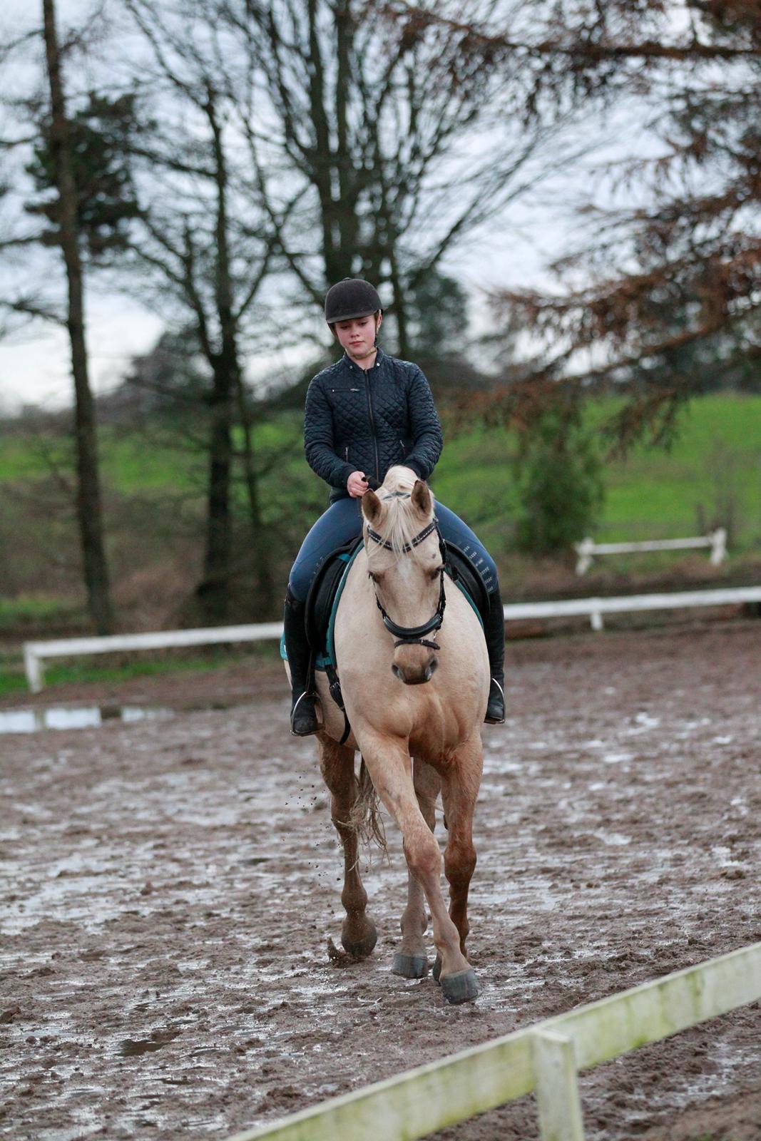 Palomino Kaergaardens ripasso billede 23