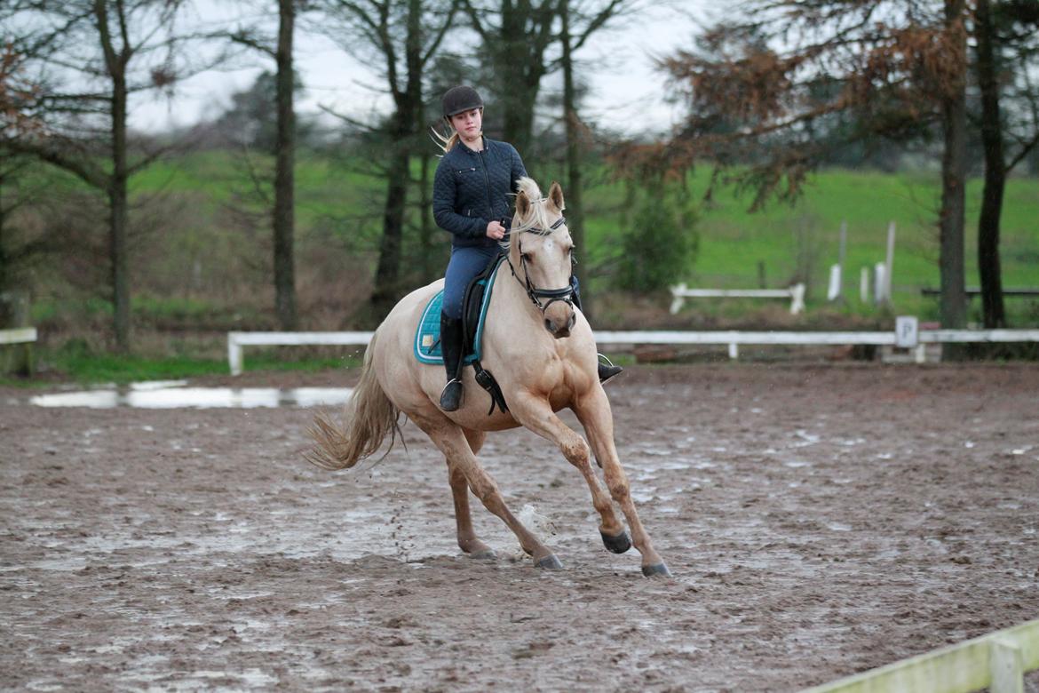 Palomino Kaergaardens ripasso billede 26